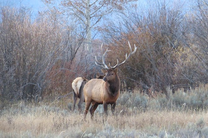 Grand Teton National Park - Full-Day Guided Tour From Jackson Hole - Cancellation Policy