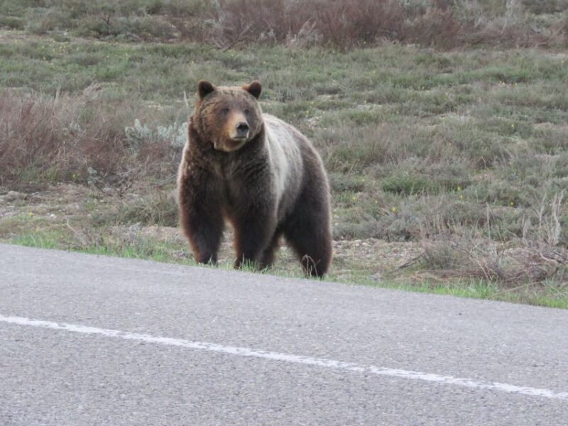 Grand Teton National Park: Full-Day Tour With Boat Ride - Key Points