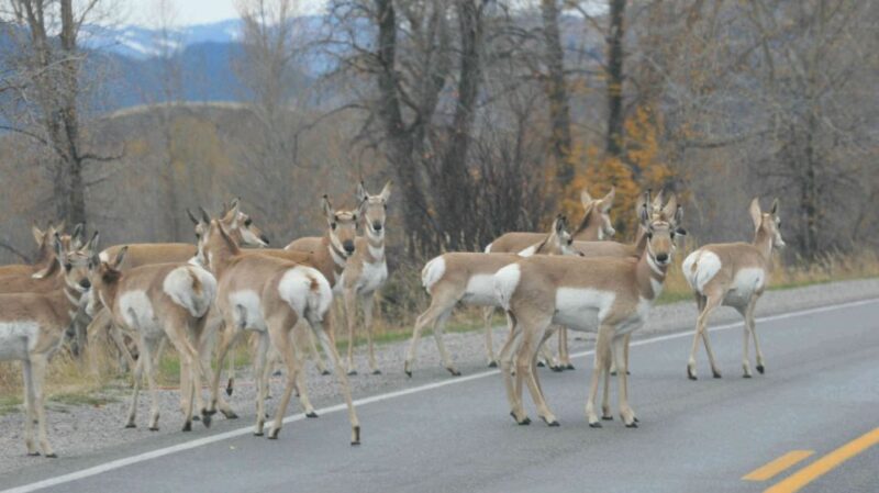 Grand Teton National Park: Full-Day Tour With Boat Ride - Activities and Lunch