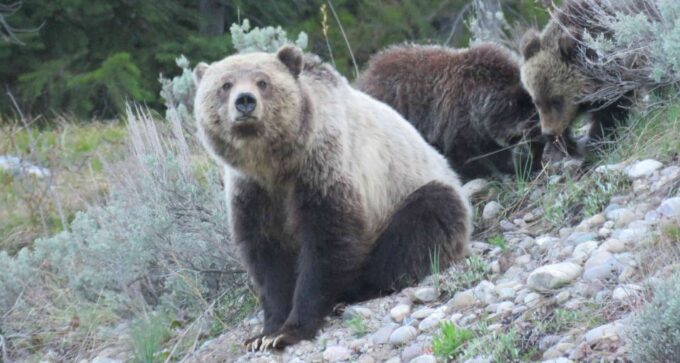 Grand Teton National Park: Full-Day Tour With Boat Ride - Tour Inclusions