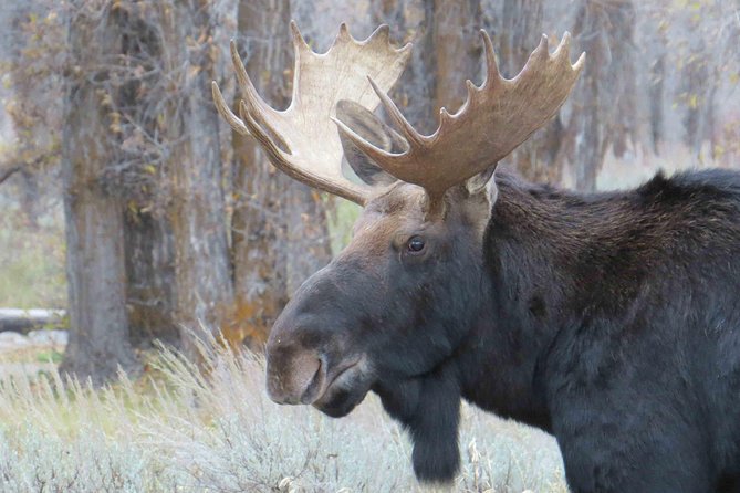 Grand Teton National Park - PRIVATE Full-Day Tour From Jackson Hole - Park Entry and Gratuity