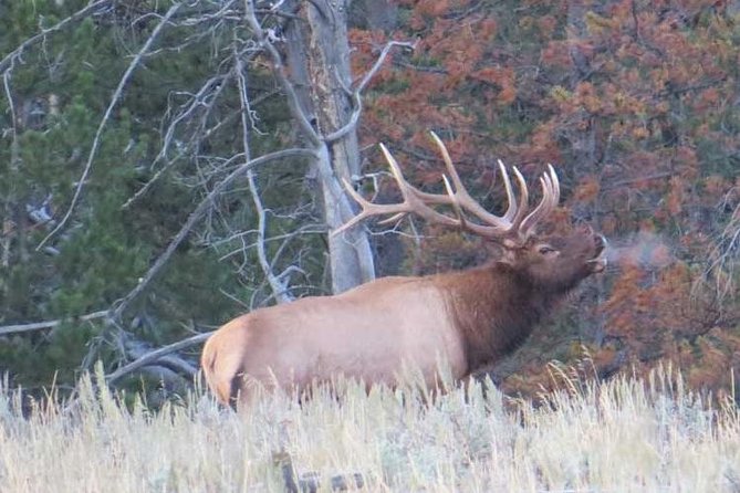 Grand Teton National Park - PRIVATE Full-Day Tour From Jackson Hole - Pickup and Parking Details