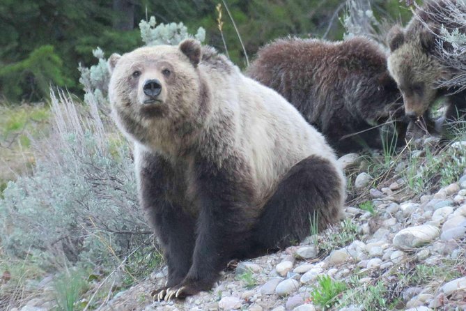 Grand Teton National Park - PRIVATE Full-Day Tour From Jackson Hole - Tour Schedule and Accessibility