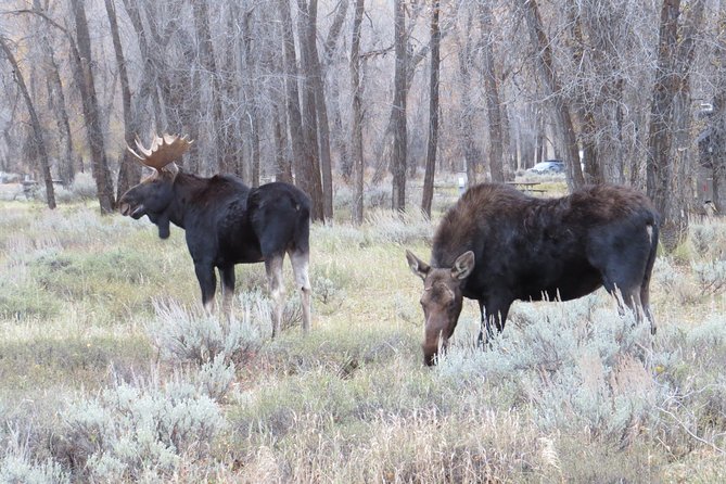 Grand Teton National Park - PRIVATE Sunrise Tour From Jackson Hole - Wildlife and Scenic Highlights