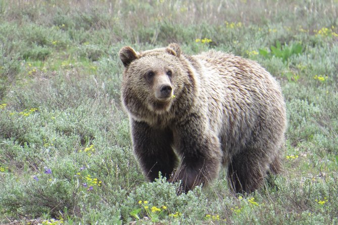 Grand Teton National Park - PRIVATE Sunrise Tour From Jackson Hole - Booking Information