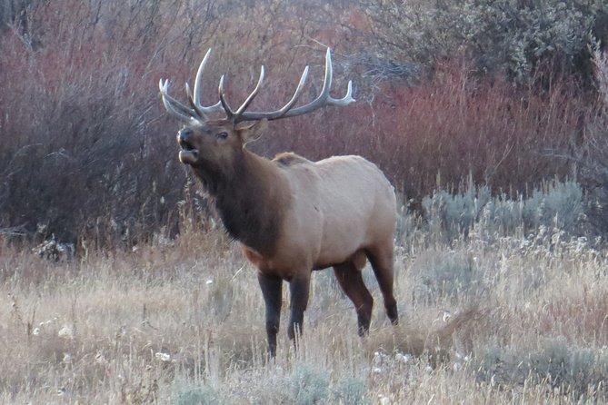 Grand Teton National Park - PRIVATE Sunrise Tour From Jackson Hole - Capturing the Sunrise Landscape