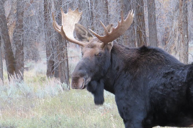 Grand Teton National Park - Sunrise Tour From Jackson Hole - Highlights and Sights