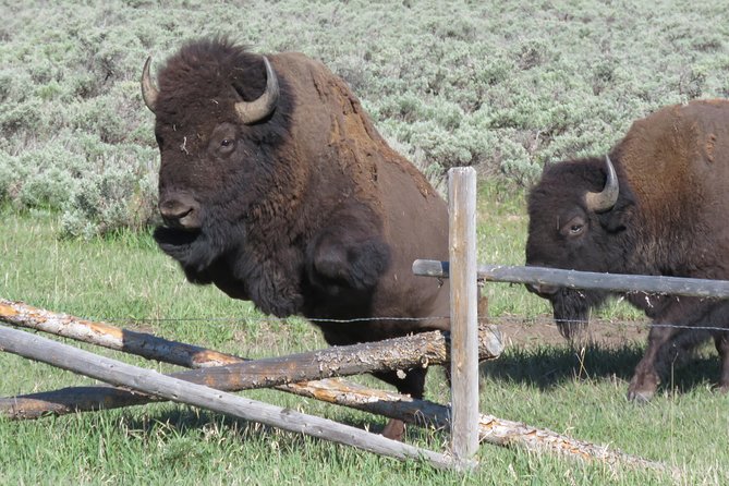 Grand Teton National Park - Sunrise Tour From Jackson Hole - Reviews