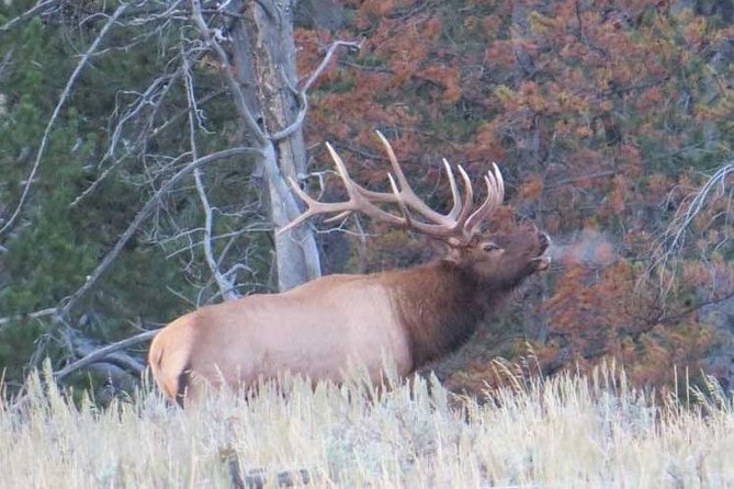 Grand Teton National Park - Sunrise Tour From Jackson Hole - Tour Itinerary