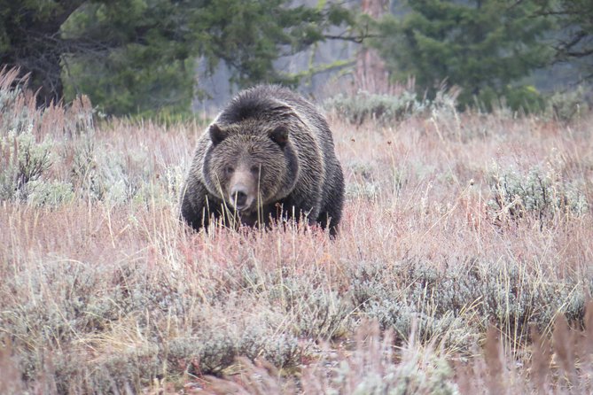 Grand Teton National Park - Sunset Guided Tour From Jackson Hole - Meeting Location and Pickup