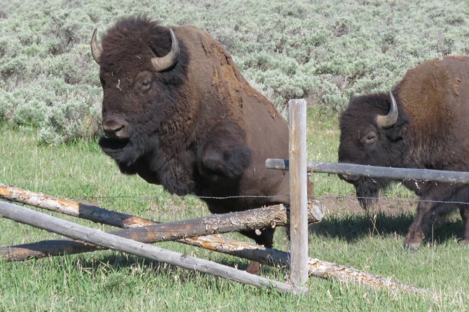 Grand Teton National Park - Sunset Guided Tour From Jackson Hole - Cancellation and Refund Policy