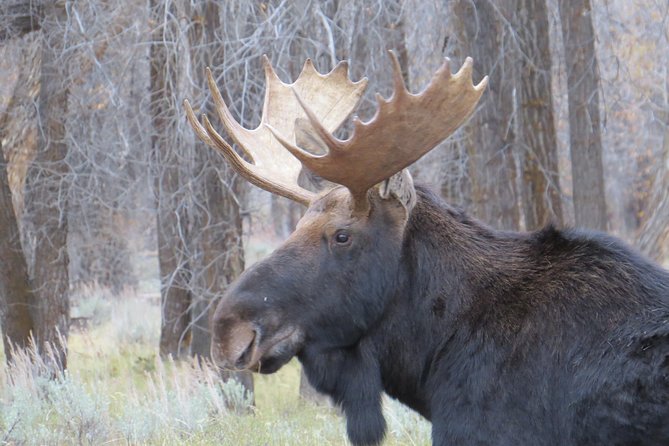 Grand Teton National Park - Sunset Guided Tour From Jackson Hole - Additional Information