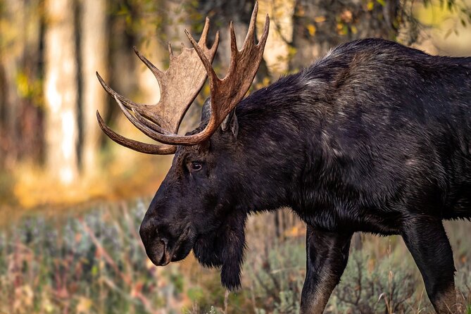 Grand Teton National Park Tour From Jackson Hole - Highlights of the Excursion
