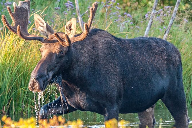 Grand Teton National Park Tour From Jackson Hole - Visiting Historic Sites