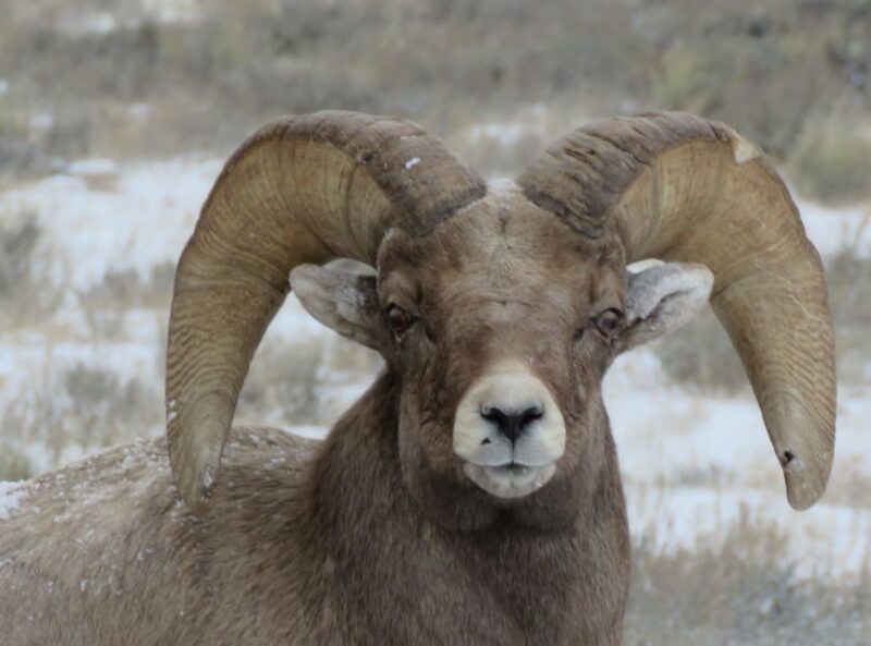 Grand Teton National Park: Wildlife Tour and Sleigh Ride - Experience and Highlights