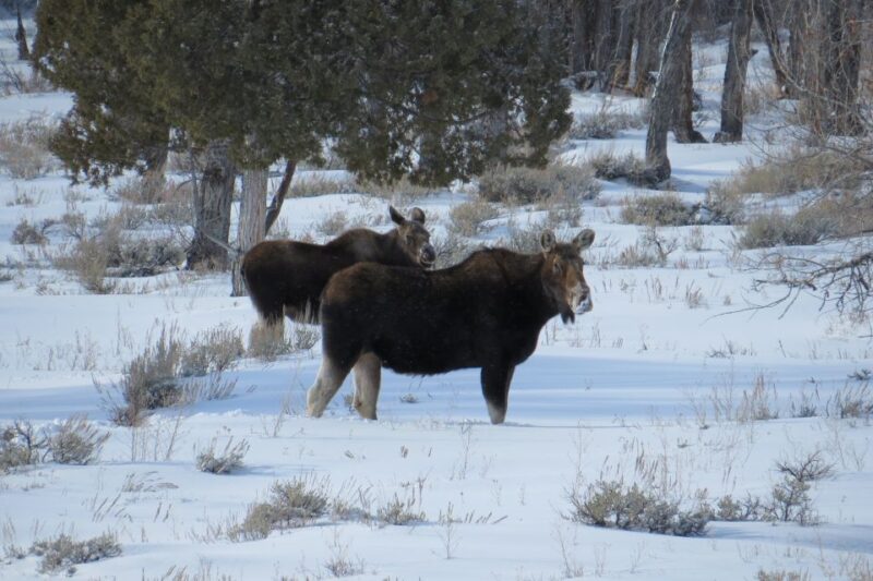 Grand Teton National Park: Wildlife Tour and Sleigh Ride - Customer Reviews and Ratings