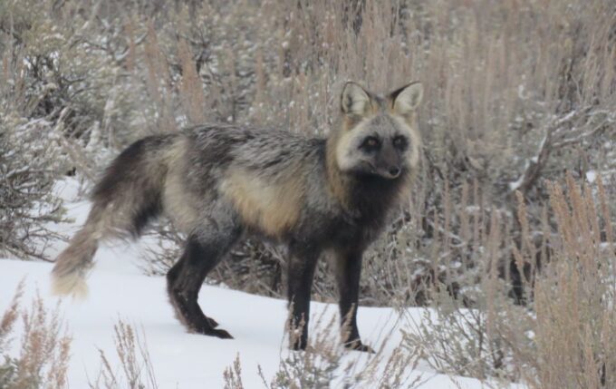 Grand Teton National Park: Wildlife Tour and Sleigh Ride - Wildlife Viewing Opportunities