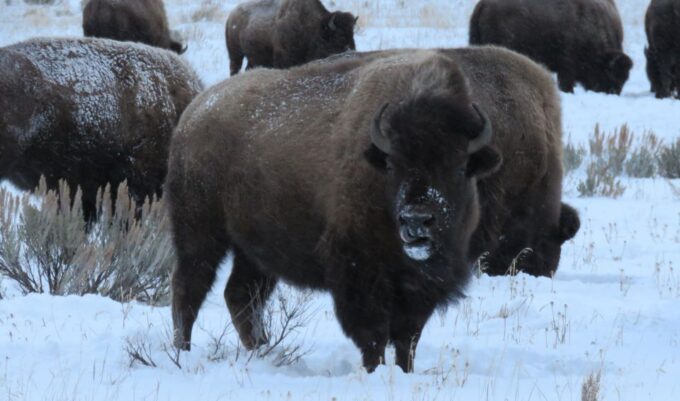 Grand Teton National Park: Wildlife Tour and Sleigh Ride - Accessibility and Inclusions