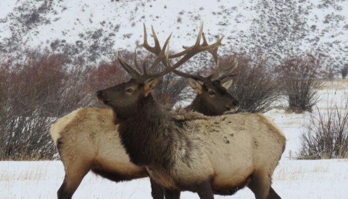 Grand Teton National Park: Wildlife Tour and Sleigh Ride - Frequently Asked Questions