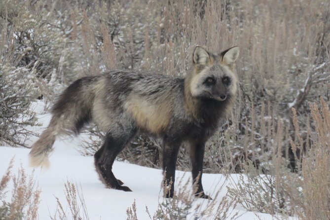 Grand Teton Park & Jackson Hole - PRIVATE Afternoon Wildlife Tour - Tour Overview