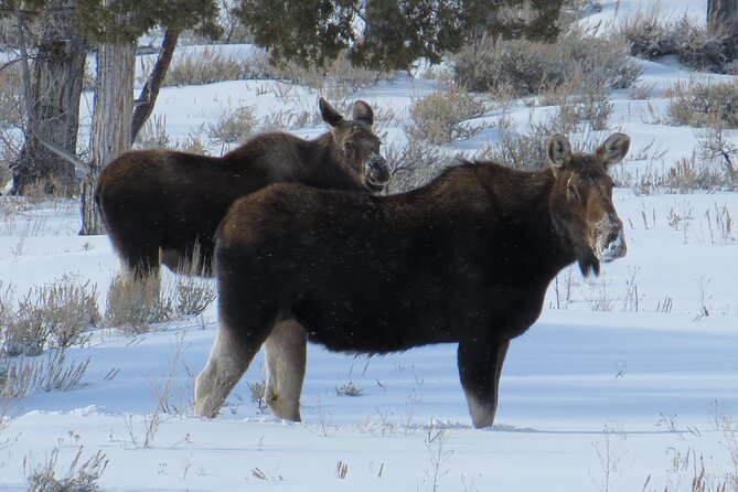 Grand Teton Park & Jackson Hole - PRIVATE Morning Wildlife Tour - Accessibility and Participation