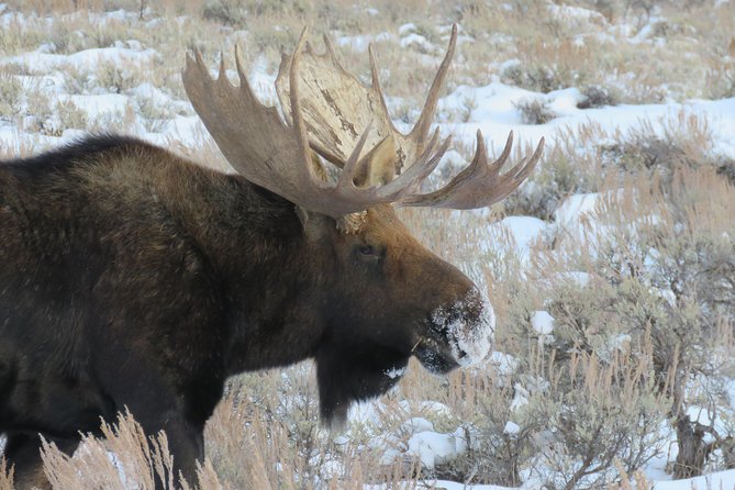 Grand Teton Park & Jackson Hole - PRIVATE Morning Wildlife Tour - Booking Details
