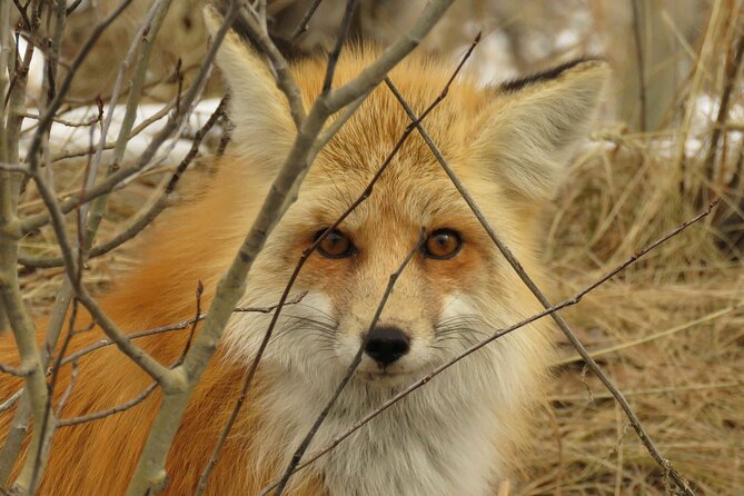 Grand Teton Park & Jackson Hole - PRIVATE Morning Wildlife Tour - Frequently Asked Questions