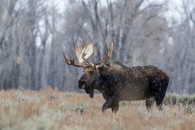Grand Teton: Private Sunrise Tour - Wildlife Spotting