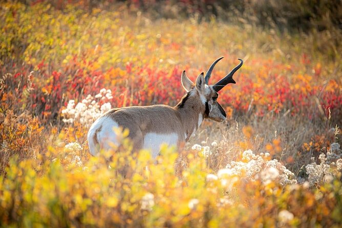 Grand Teton: Private Sunset Tour - Reviews and Ratings