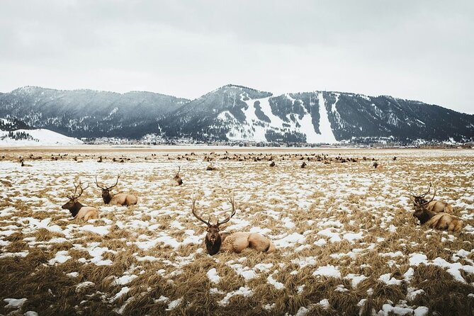Grand Teton Private Winter Tour - Booking and Cancellation Policy