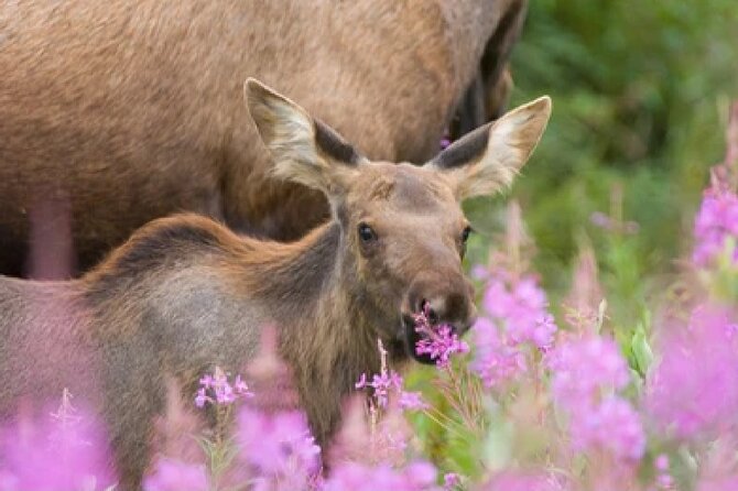 Grand Teton Wildlife Safari in a Enclosed or Open-Air Vehicle (Season Dependent) - Just The Basics