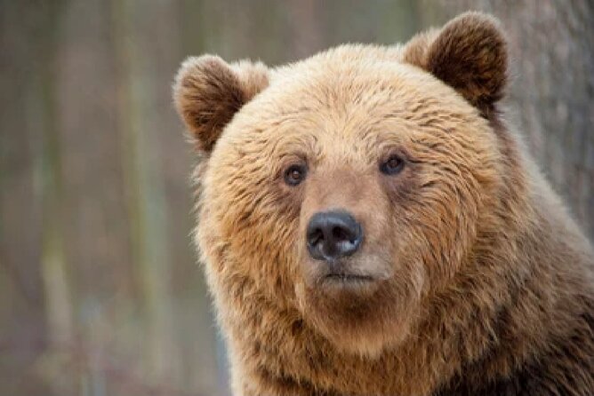 Grand Teton Wildlife Safari in a Enclosed or Open-Air Vehicle (Season Dependent) - What to Expect