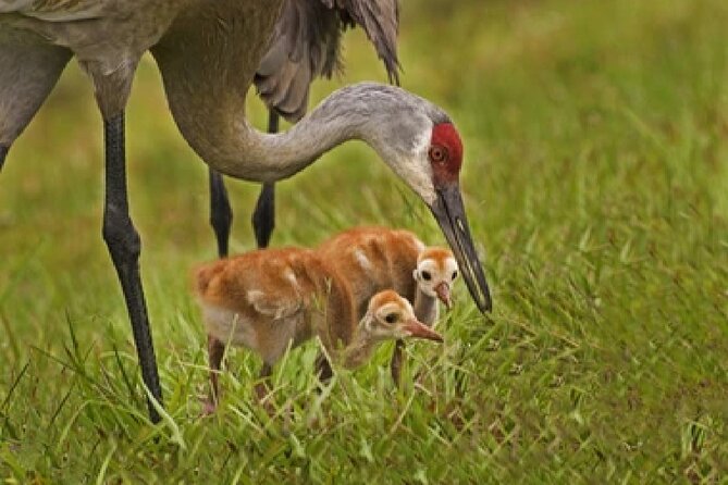 Grand Teton Wildlife Safari in a Enclosed or Open-Air Vehicle (Season Dependent) - Additional Information