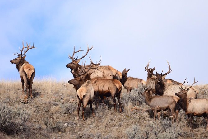 Grand Teton Wildlife Safari in a Enclosed or Open-Air Vehicle (Season Dependent) - Traveler Reviews