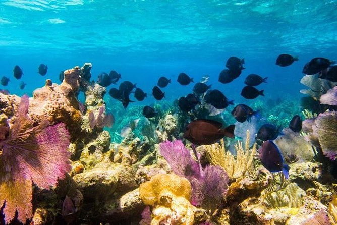 Grand Turk - Amazing Wall Snorkeling Tour - Tour Overview and Details