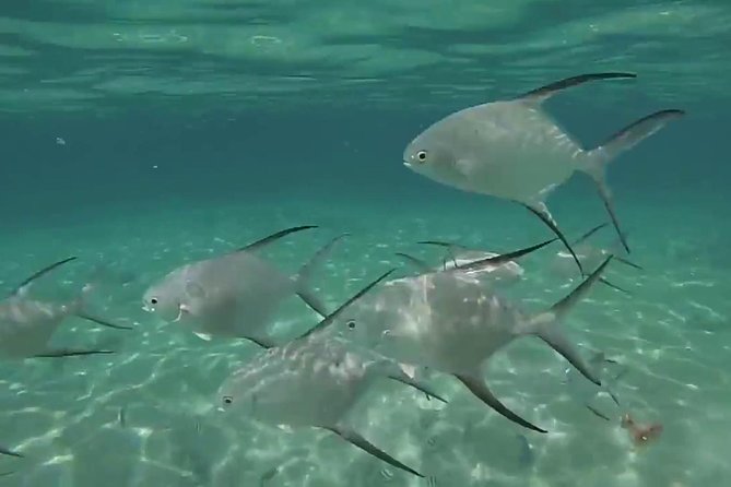 Grand Turk - Amazing Wall Snorkeling Tour - Customer Reviews and Experiences