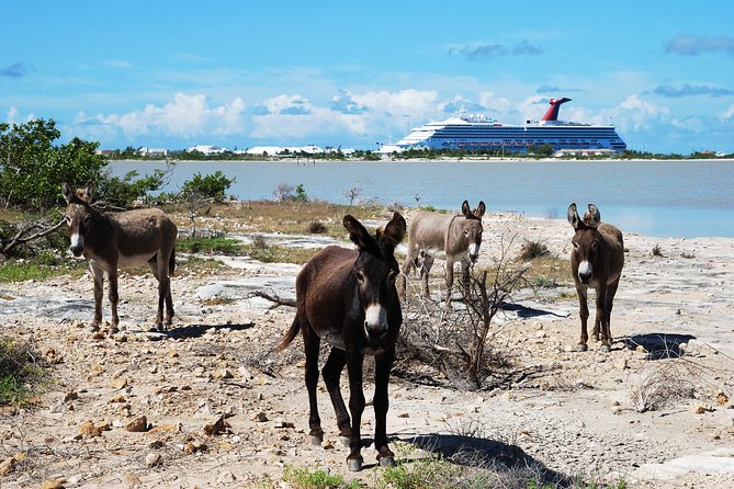 Grand Turk Historical Sightseeing Tour by Tram - Accessibility and Group Size