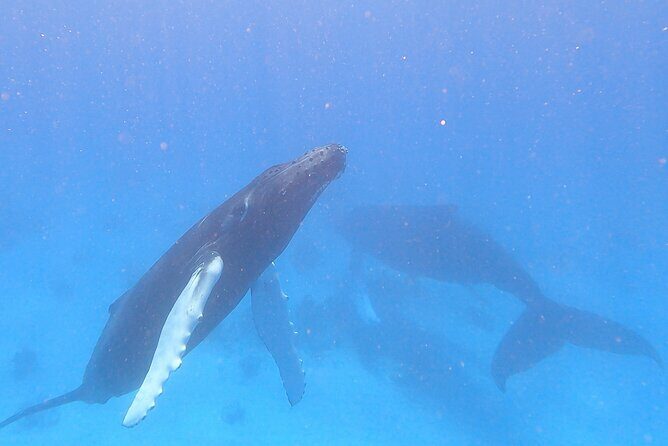 Grand Turk: Whale Watching - An In-Depth Look at the Whale Watching Experience
