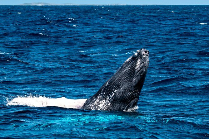 Grand Turk: Whale Watching - The Sum Up