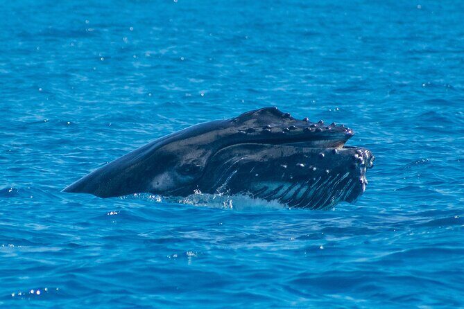 Grand Turk: Whale Watching - FAQs