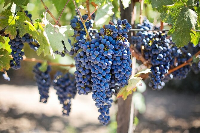 Grand Wine Tour From Catania or Taormina - Tour Overview and Pricing