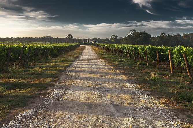 Grand Wine Tour From Catania or Taormina - Exploring Local Vineyards