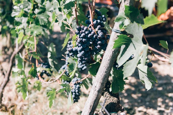 Grape Stomping in Chianti Tuscan Farmhouse From Siena - Pricing and Scheduling