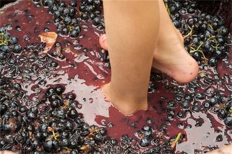 Grape Stomping in Provence - Savoring the Local Flavors