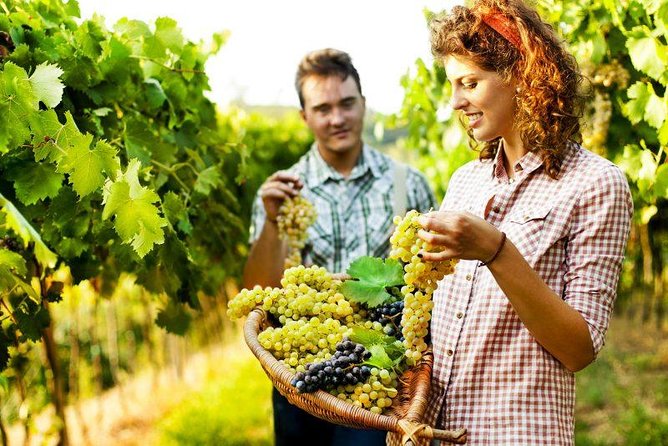 Grape Stomping in Tuscan Farmhouse - Immerse in Tuscan Culture