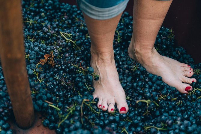 Grape Stomping in Tuscan Farmhouse - Wine Tasting and Pairings