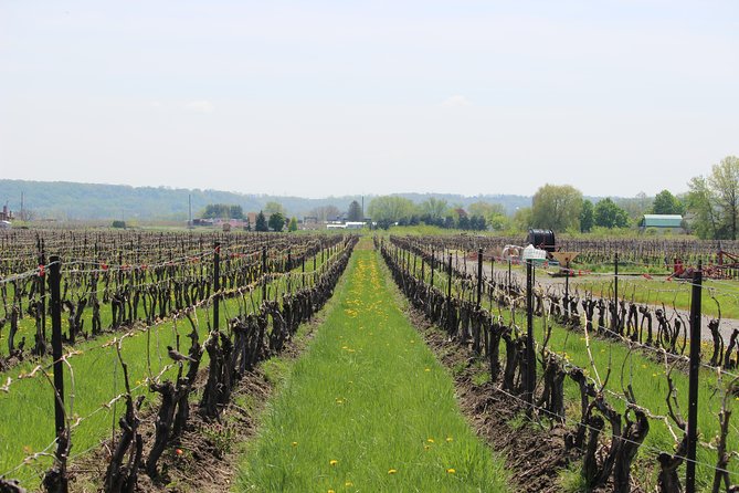 Grape to Glass Wine Experience - Wine Tastings at the Bar