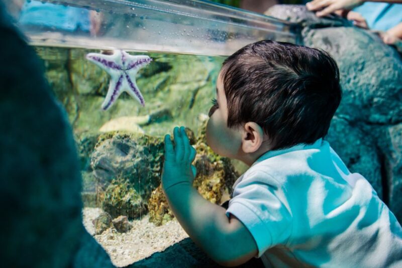 Grapevine: SEA LIFE Grapevine Aquarium General Admission - Accessibility and Amenities
