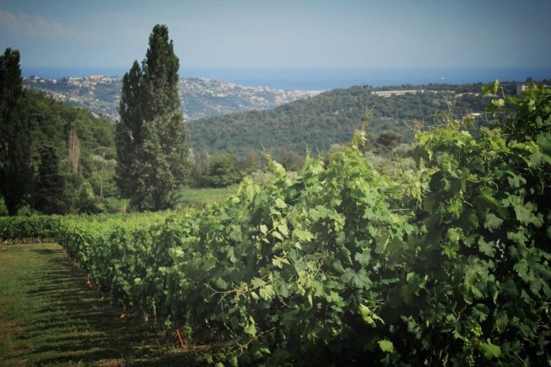 Grasse, Gourdon and Local Wine Tasting - Transportation and Group Size