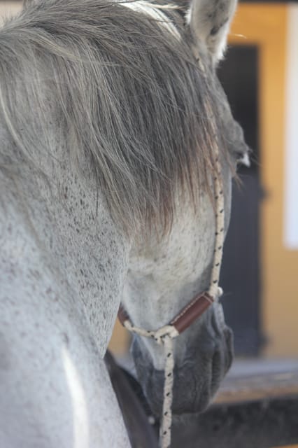 Grau Du Roi: Horseback Riding in Camargue - Key Points